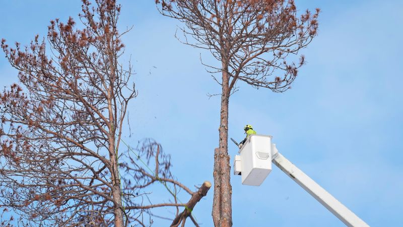 Dead Tree Removal