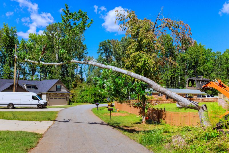 Fallen Tree Removal
