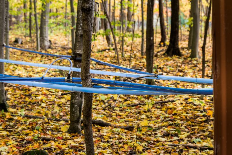 Maple Tree Removal in Montgomery County, PA