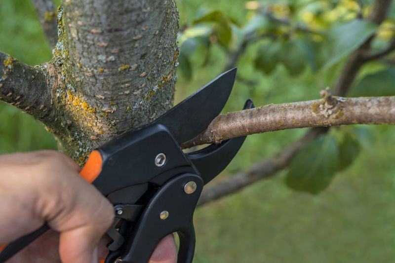 Palm Tree Removal in Bucks County, PA